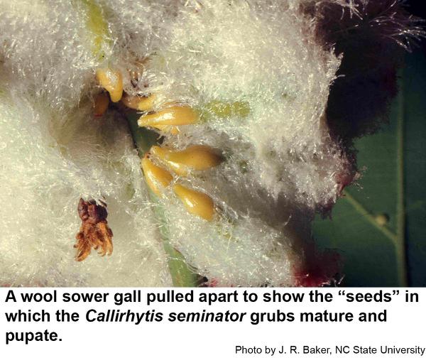 The wool sower gall is sometimes called the oak seed gall.